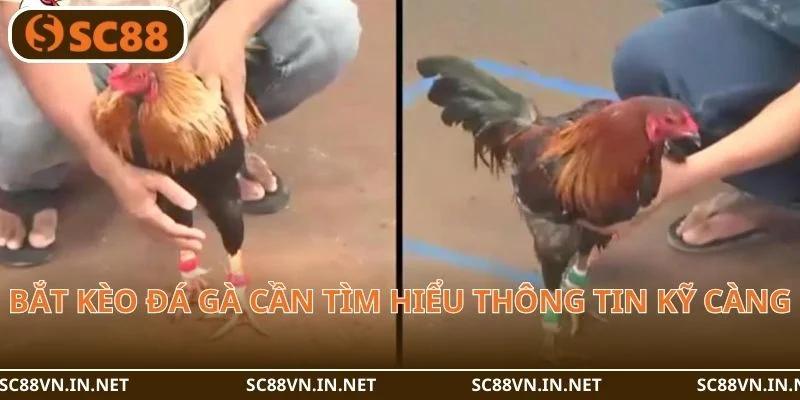 Bắt kèo đá gà cần tìm hiểu thông tin kỹ càng.