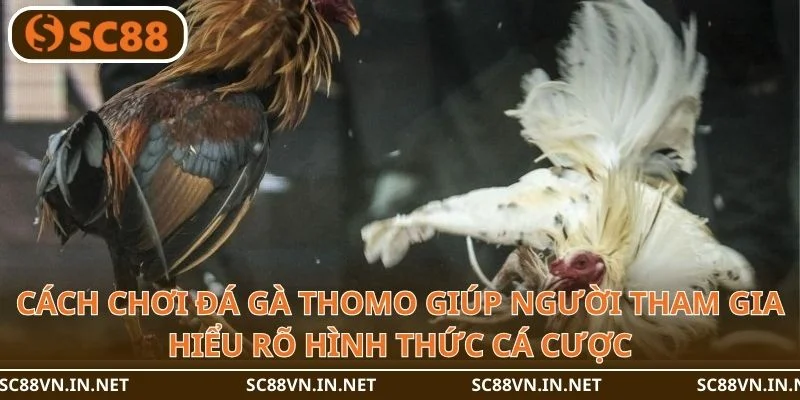 Những loại hình đá gà siêu hấp dẫn chỉ có tại SC88.