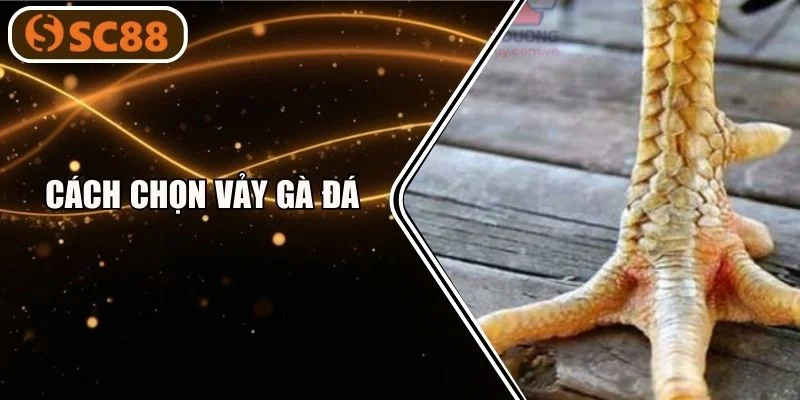 Cách Chọn Vảy Gà Đá Bắt Kèo Chuẩn Xác Từ Cao Thủ SC88