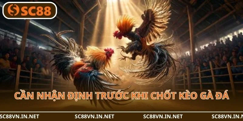 Người chơi cần có nhận định trước khi chốt kèo gà đá.
