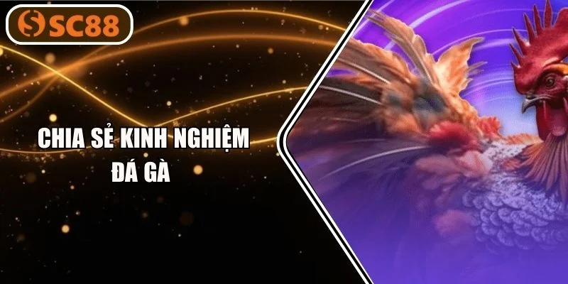 Cao Thủ SC88 Chia Sẻ Kinh Nghiệm Đá Gà Bất Bại, Dễ Ăn Đậm