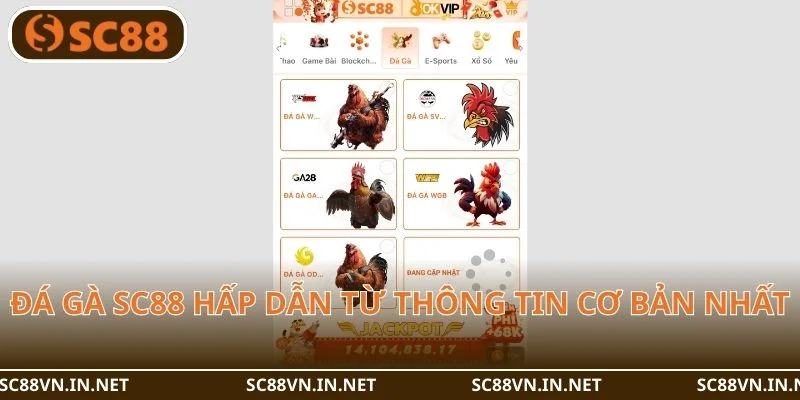Đá gà SC88 hấp dẫn ngay từ thông tin cơ bản nhất.