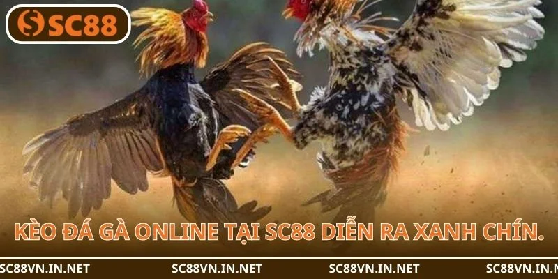Kèo đá gà online tại SC88 diễn ra cực xanh chín.