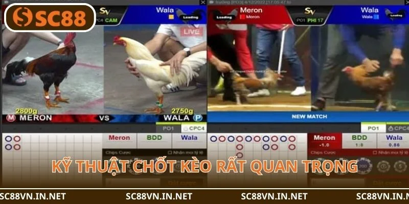 Kỹ thuật chốt kèo rất quan trọng trong kèo đá gà SC88.