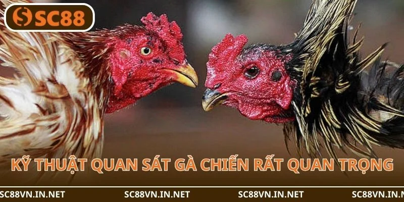 Kỹ thuật quan sát gà chiến rất quan trọng và cần thiết.