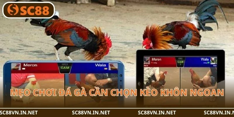 Mẹo chơi đá gà cần có kỹ năng chọn kèo.