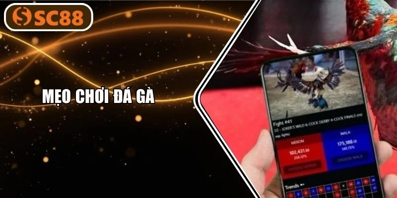 Mẹo Chơi Đá Gà Bắt Kèo Ăn Đậm Tại Trường Gà SC88 VN