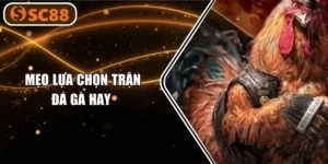 Mẹo Lựa Chọn Trận Đá Gà Hay Chuẩn Như Cao Thủ SC88