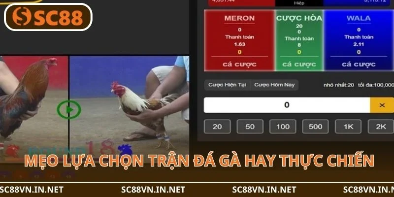 Mẹo lựa chọn trận đá gà hay từ chuyên gia nhà cái SC88 VN.