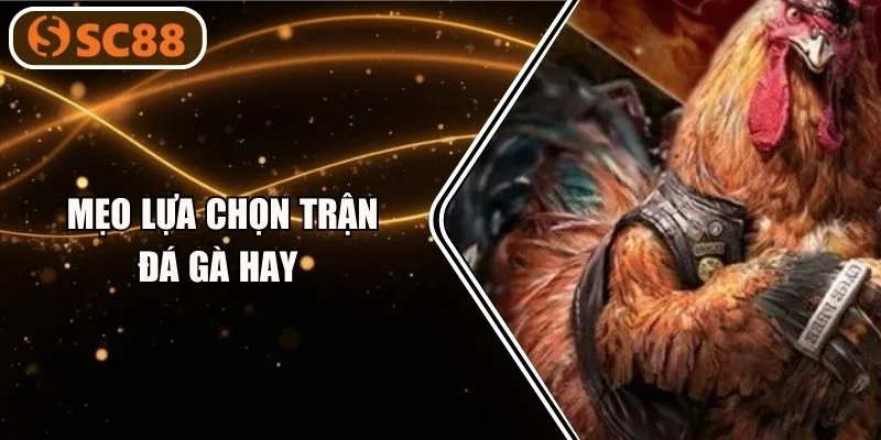 Mẹo Lựa Chọn Trận Đá Gà Hay Chuẩn Như Cao Thủ SC88