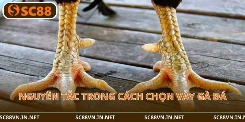 Cách chọn vảy gà đá cần dựa trên nguyên tắc nhất định.