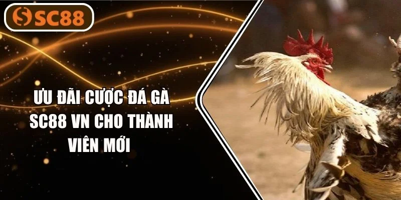 Ưu Đãi Cược Đá Gà SC88 VN Cho Thành Viên Mới – Cập Nhật 2026