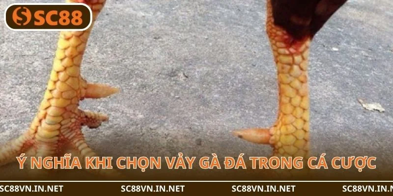 Vảy gà là yếu tố quan trọng trong chọn kèo chơi tiềm năng.